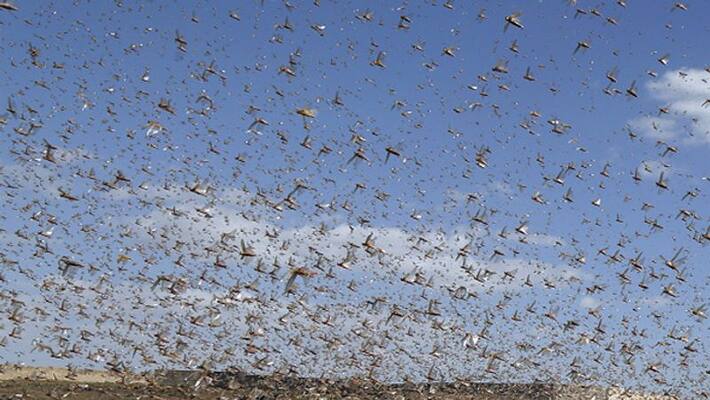 locust in india way and reason locust in india way and reason