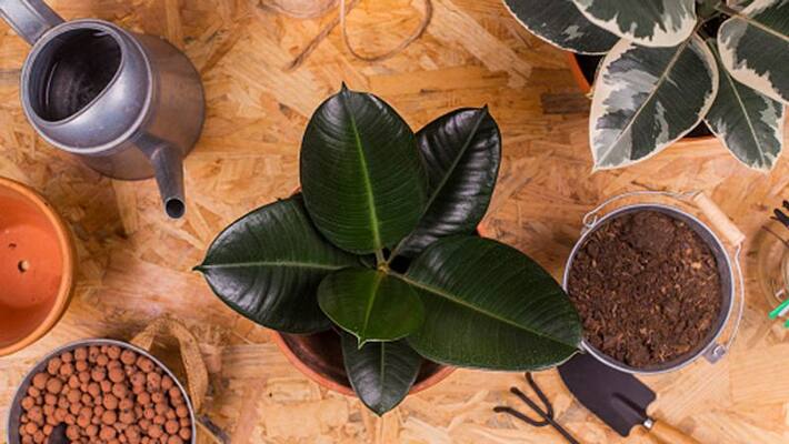 how to grow rubber plant as indoor plant how to grow rubber plant as indoor plant