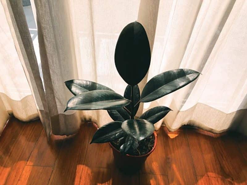 how to grow rubber plant as indoor plant