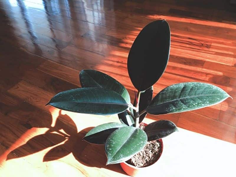 how to grow rubber plant as indoor plant