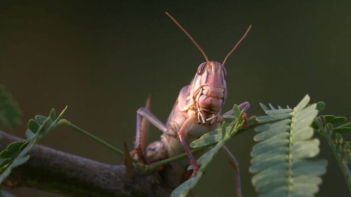 Delhi Government issues advisory to control the menace of desert locusts in capital KPP Delhi Government issues advisory to control the menace of desert locusts in capital KPP