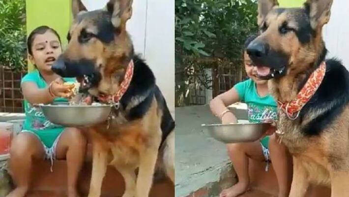 little girl feeds german shepherd food with her hands little girl feeds german shepherd food with her hands