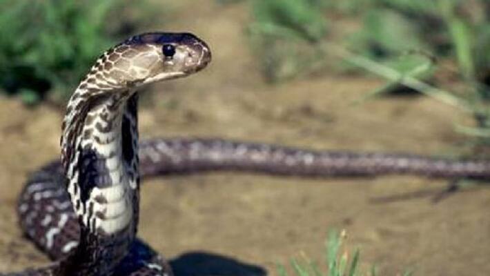 Cobra found near chamundibetta Mysuru snr Cobra found near chamundibetta Mysuru snr