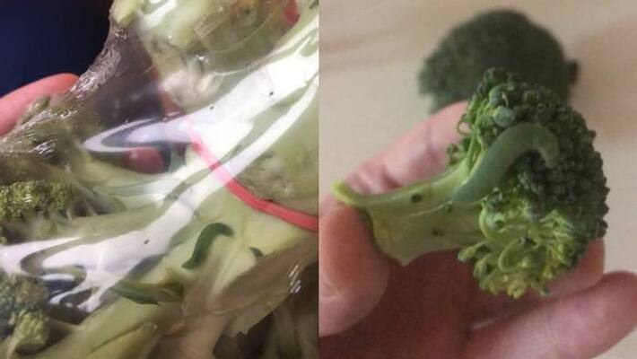 Man found caterpillars in his broccoli Man found caterpillars in his broccoli