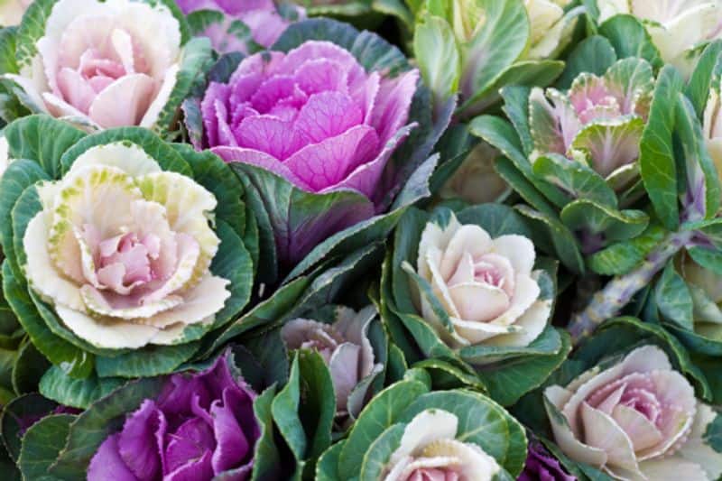 Flowering cabbage or ornamental cabbage for plant lovers