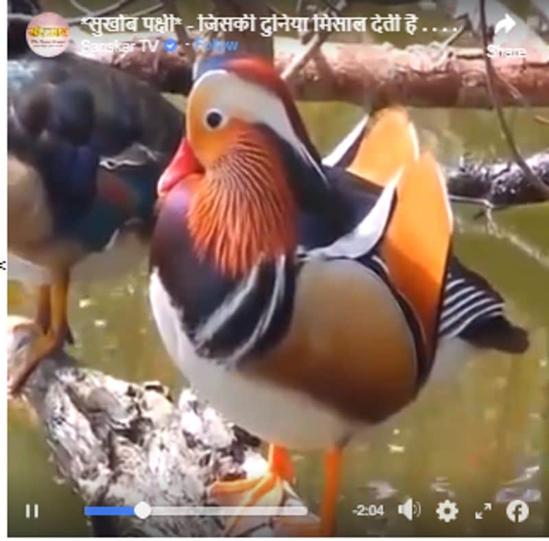 क्या दावा किया जा रहा है?
दावा है कि ये पक्षी काफी दुर्लभ है और इसकी एक तस्वीर खींचने के लिए फोटोग्राफर को 62 दिनों तक उसी जगह पर ताक लगाकर बैठना पड़ा। खबर लिखे जाने तक इस पोस्ट पर करीब 19000 लोग रिएक्शन दे चुके थे और तकरीबन 10000 लोग इसे शेयर कर चुके थे। इसे वॉट्सएप पर भी खूब शेयर किया जा रहा है।