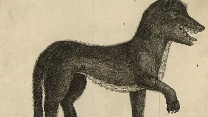 Beast of Gevaudan Beast of Gevaudan