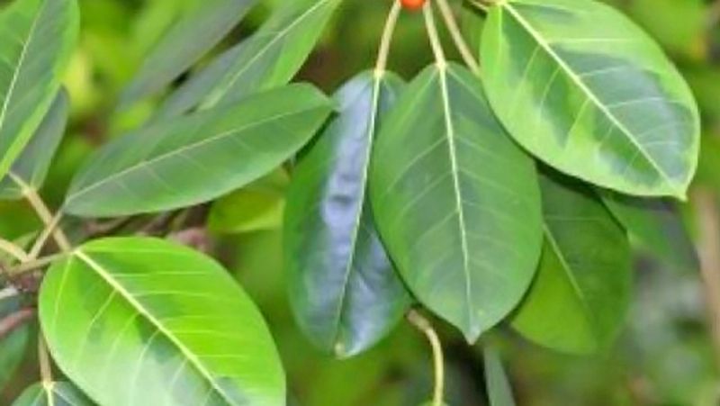 तीसरा उपाय
बरगद के पत्ते को रवि पुष्य योग में घर लेकर आएं। पत्ते पर हल्दी से स्वस्तिक बनाएं और पूजा में रखें। पूजा के बाद इस पत्ते को घर में रखें।

