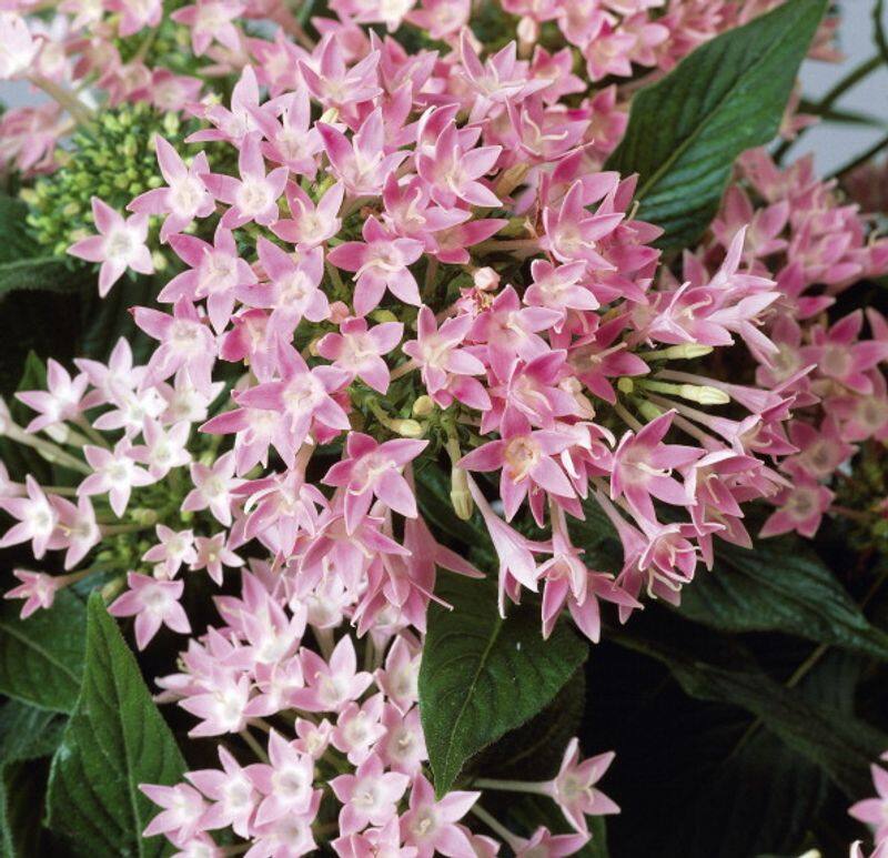 how to grow pentas in home