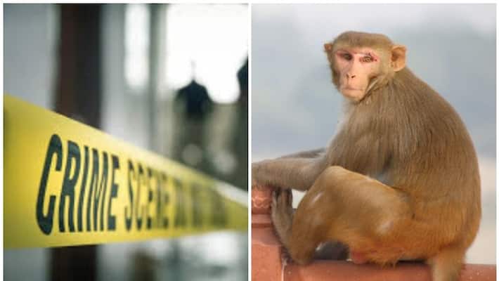 Telangana : Man dies of heart attack after seeing a big monkey at home in Karimnagar Telangana : Man dies of heart attack after seeing a big monkey at home in Karimnagar