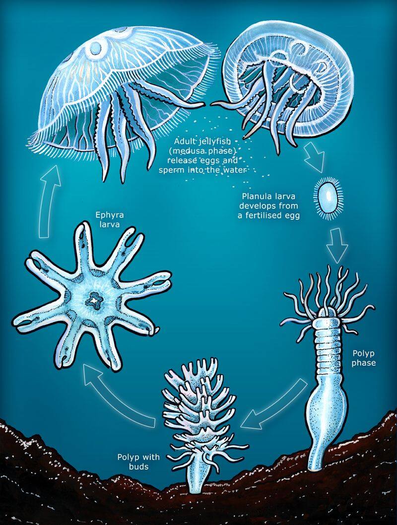 immortal life of jelly fish and the secret behind its immortalit
