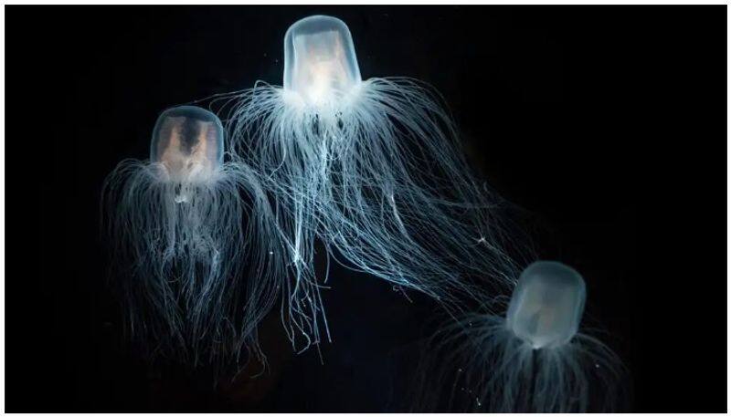 immortal life of jelly fish and the secret behind its immortalit