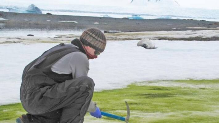 Algae grows Antarctic snow due to climate change Algae grows Antarctic snow due to climate change