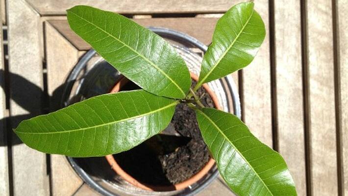 mango plant as indoor mango plant as indoor