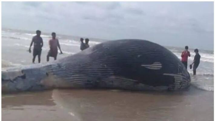 35 Foot Big Whale Washes Up On Bengal's Beach 35 Foot Big Whale Washes Up On Bengal's Beach