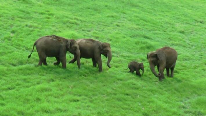Wild elephant died in palode Wild elephant died in palode
