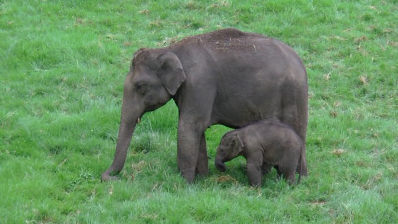 wild elephants back to forest in idukki
