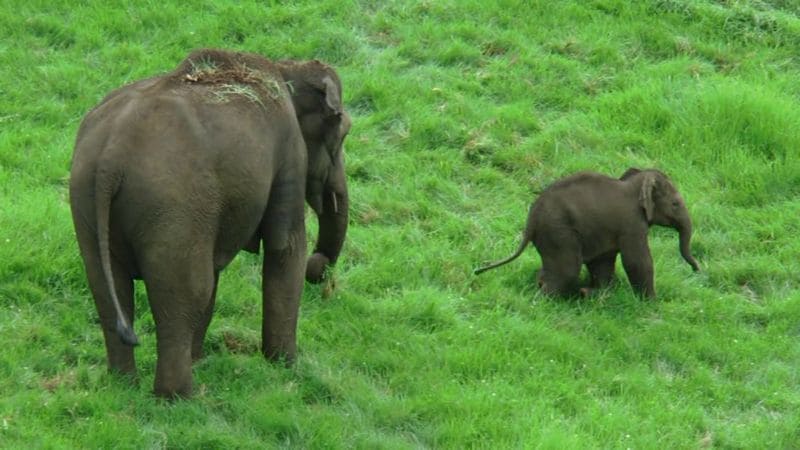 wild elephants back to forest in idukki
