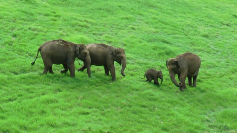 wild elephants back to forest in idukki