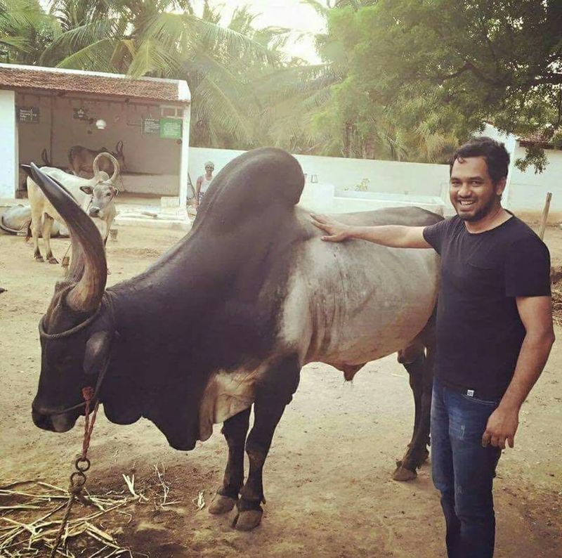 இந்த காளை வைத்து தான் உலக அளவில் ஹிப் ஹாப் ஆதி அறிமுகம் ஆனார் ஜல்லிக்கட்டு போராட்டத்துக்கு புத்துணர்ச்சி கொடுத்த இவர் பாடிய பாட்டு தான் 
