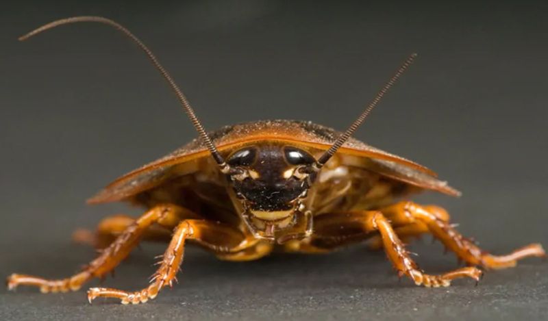 Doctor pulls out live cockroach from womans ear