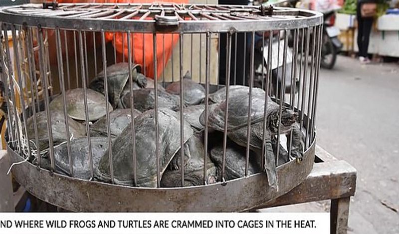 shocking photos of vietnam wet market shows frogs can spread new epidemic in the world meat being sold openly kph