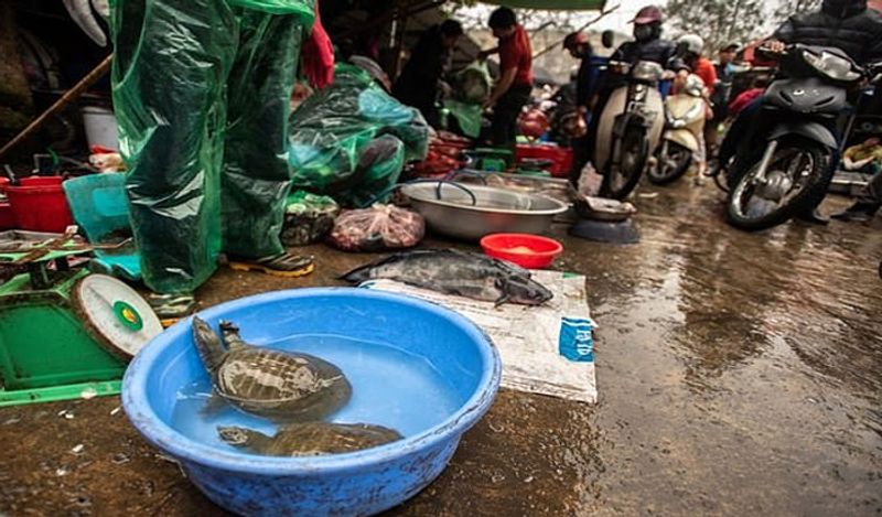 shocking photos of vietnam wet market shows frogs can spread new epidemic in the world meat being sold openly kph