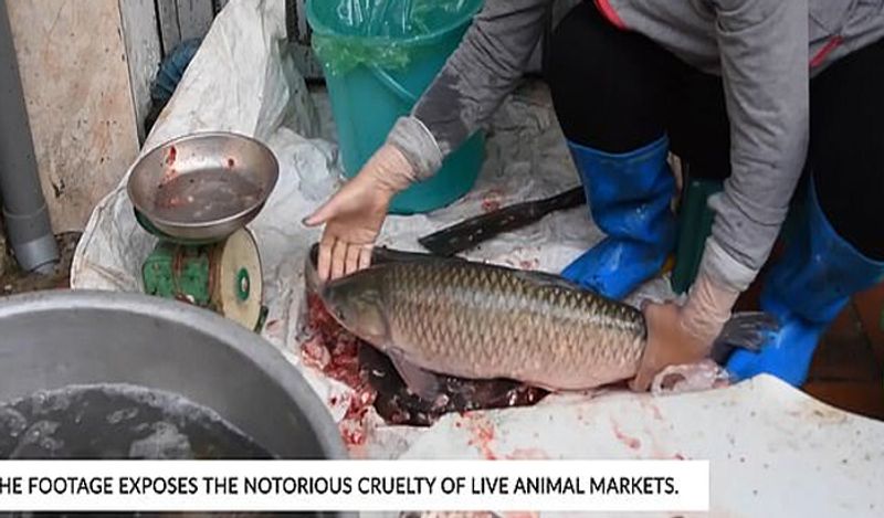 shocking photos of vietnam wet market shows frogs can spread new epidemic in the world meat being sold openly kph