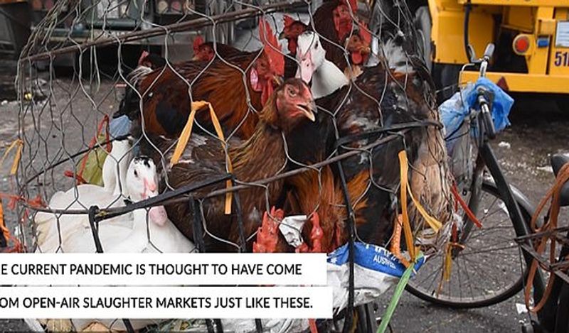 shocking photos of vietnam wet market shows frogs can spread new epidemic in the world meat being sold openly kph