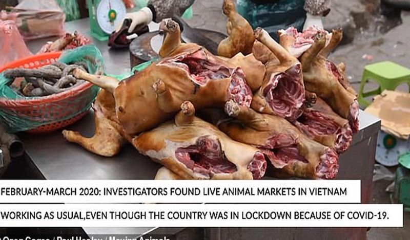 shocking photos of vietnam wet market shows frogs can spread new epidemic in the world meat being sold openly kph