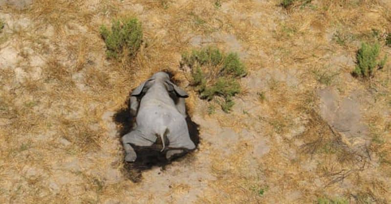 Mysterious Deaths Of Over 350 Elephants In Botswana
