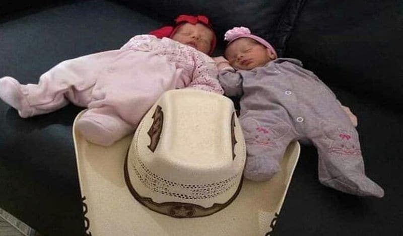 jealous labrador dog killed newborn twins in brazil in horrific attack kph