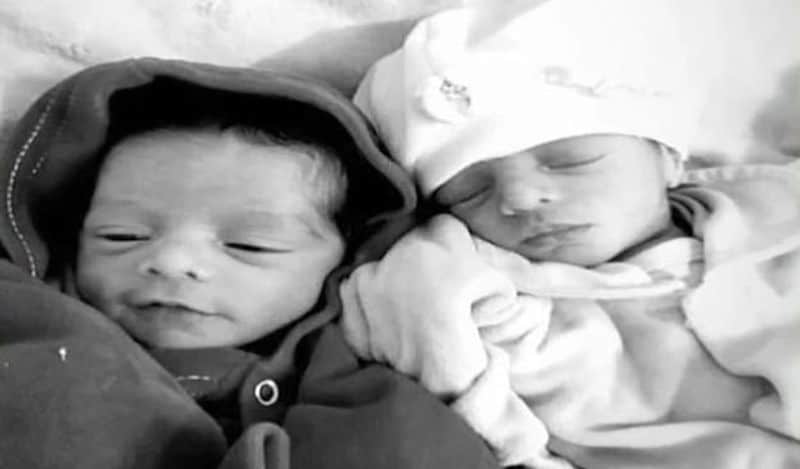 jealous labrador dog killed newborn twins in brazil in horrific attack kph