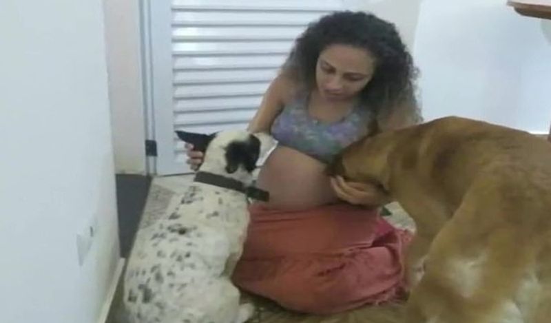 jealous labrador dog killed newborn twins in brazil in horrific attack kph