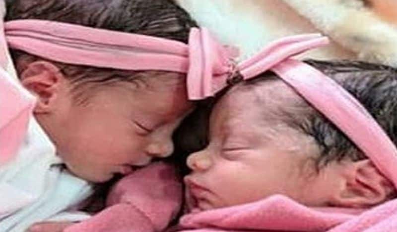 jealous labrador dog killed newborn twins in brazil in horrific attack kph