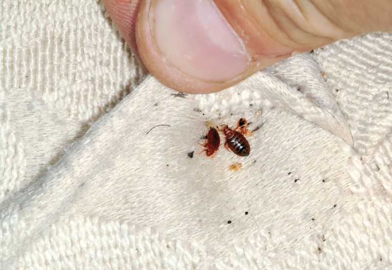Bedbugs disturbance high in European countries tricks to avoid it