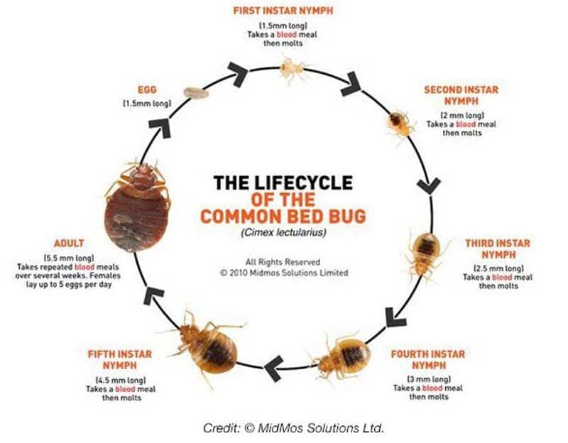 how to detect bed bug infestation and get rid of them