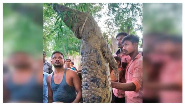 Odisha Villagers kill and eat crocodile in Malkangir probe underway BSS Odisha Villagers kill and eat crocodile in Malkangir probe underway BSS
