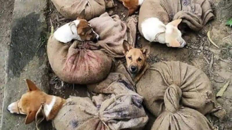 nagalandu government ban dog meat and sealing