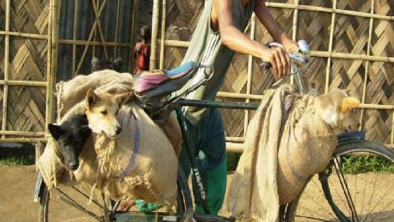 Nagaland Bans Sale Of Dog Meat KPP