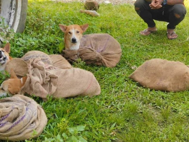 Nagaland Bans Sale Of Dog Meat KPP