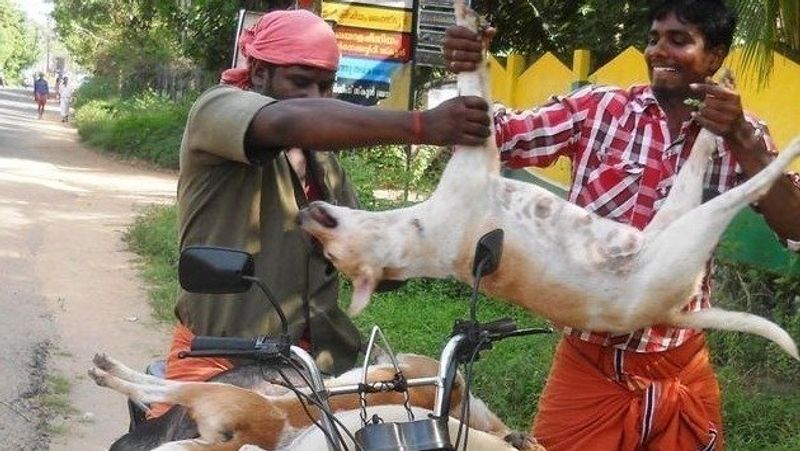 Nagaland Bans Sale Of Dog Meat KPP