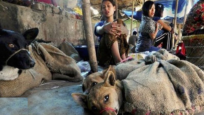 nagalandu government ban dog meat and sealing