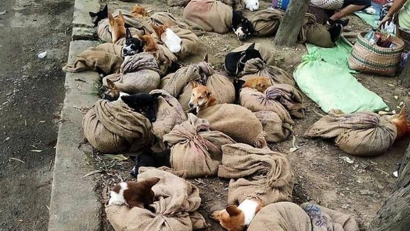 Nagaland Bans Sale Of Dog Meat KPP