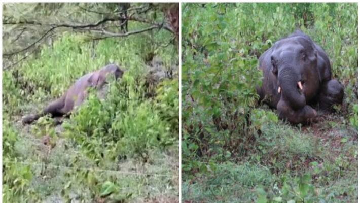 Attappadi elephant death postmortem completed Attappadi elephant death postmortem completed