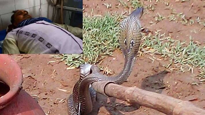 rajasthan man bitten by snake during riding bike in churu kpr rajasthan man bitten by snake during riding bike in churu kpr