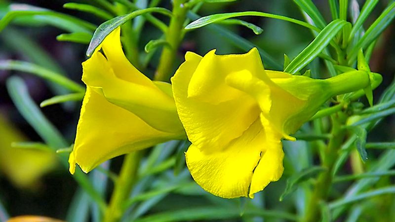 If the guru is in an inauspicious place in the horoscope, do these remedies on July 5 KPI