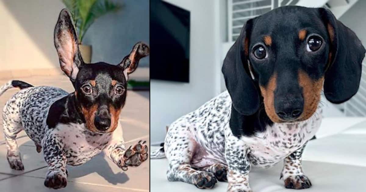 This dachshund puppy has unique black and white spotted boy; confuses netizens
