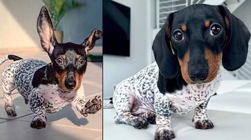 Black and store white spotted dachshund