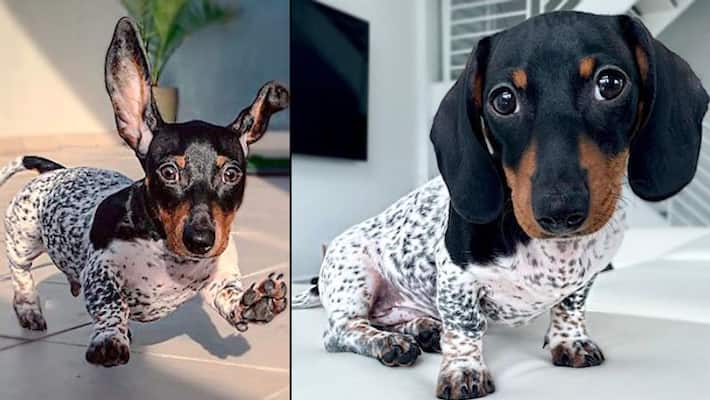 Black and hotsell white sausage dog